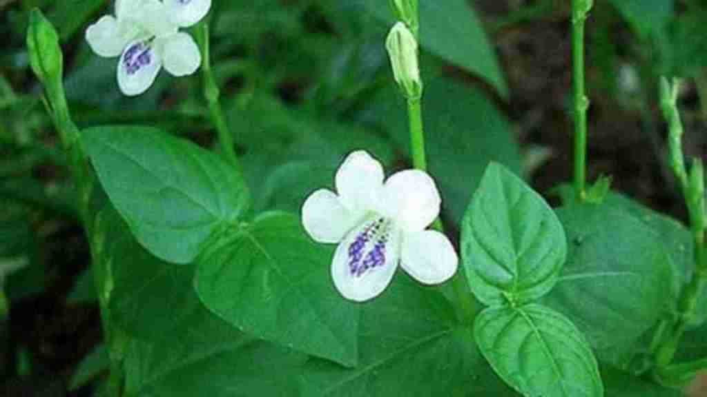 Di Balik Keindahan dan Manfaatnya yang Banyak, Rumput Israel Menyimpan&nbsp;Ancaman