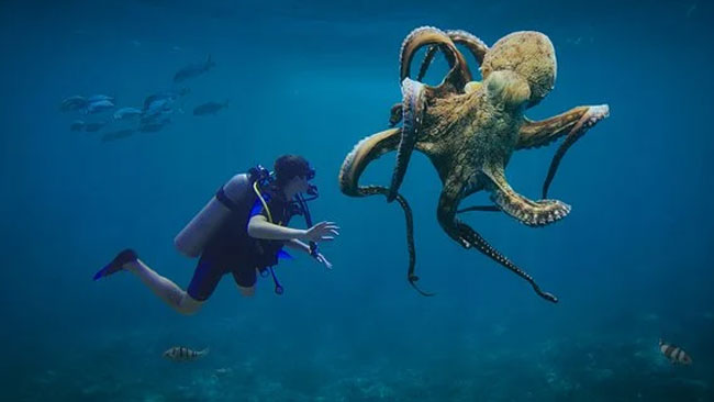 Derita Gurita, Peningkatan Suhu Laut Dapat Mengancam Penglihatan dan Kelangsungan&nbsp;Hidupnya