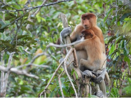 Mengenal Lebih Jauh Bekantan: Keunikan, Ancaman, hingga Upaya Perlindungan