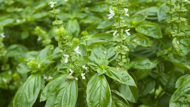 6 Trik Jitu Menyimpan Daun Kemangi Agar Tetap Segar dan Tahan&nbsp;Lama