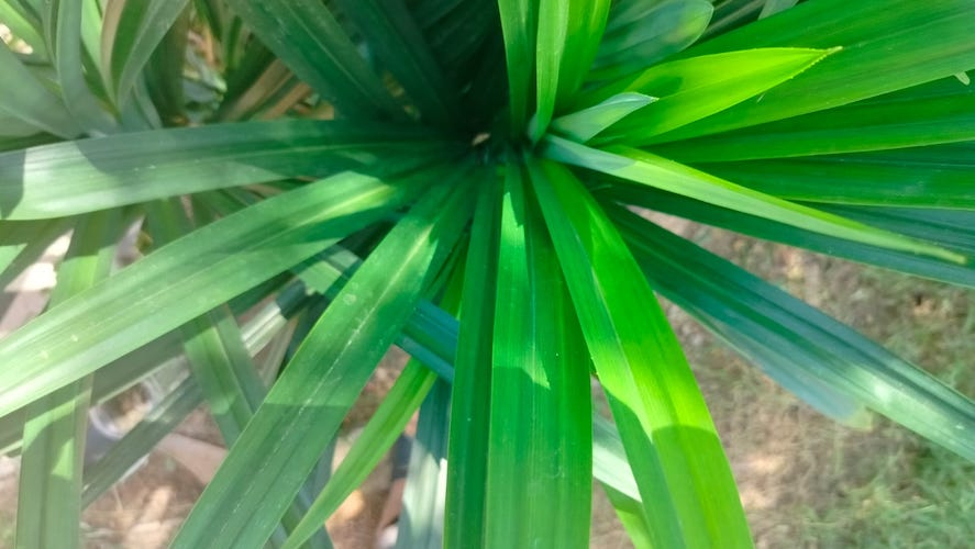 Tak Hanya untuk Ketupat, Ini Manfaat Lain dari Daun Pandan&nbsp;Wangi