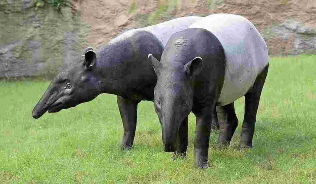 Perihal Tapir, Satwa Aneh yang Memiliki Hari Istimewa Tersendiri