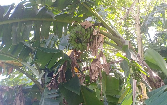 Daunnya “Wajib” Ada Saat Lebaran, Ini Filosofi Pohon&nbsp;Pisang