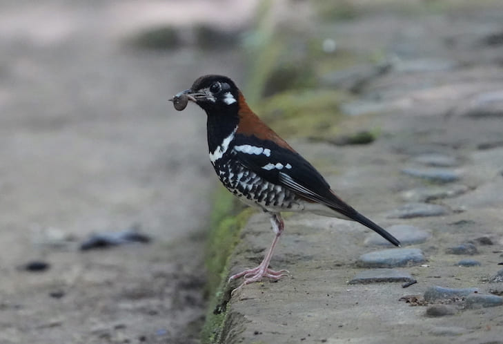 Kebisingan Lalu Lintas Mengusik Perkembangan Burung?