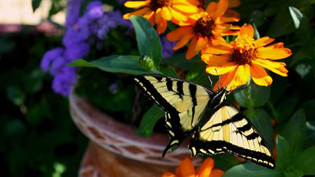 Saatnya Menghentikan Hilangnya Keanekaragaman Hayati