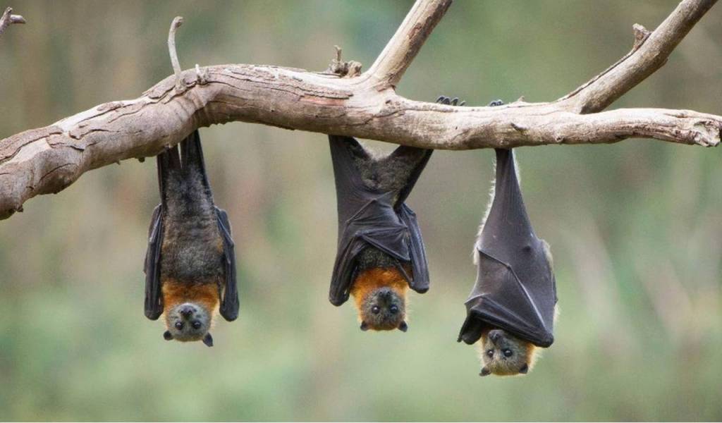 Meski Meresahkan, Kelelawar adalah Sekutu Bagi Petani
