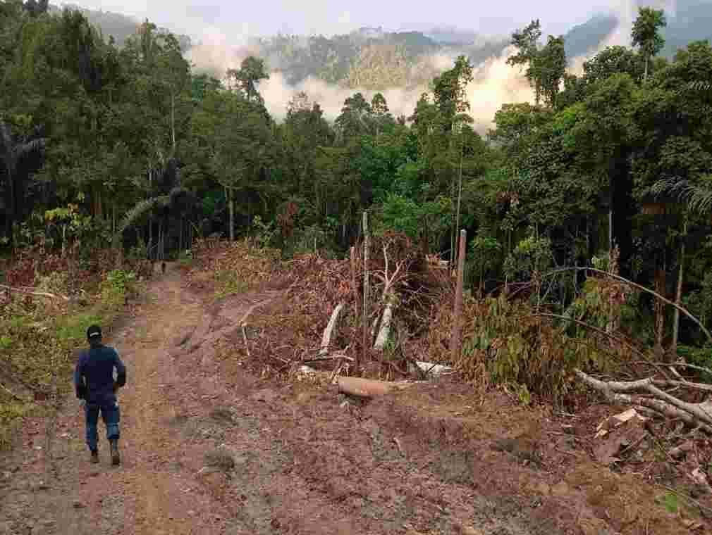 Gakkum KLHK Tangkap Pelaku Perusakan Kawasan Hutan di Sulbar