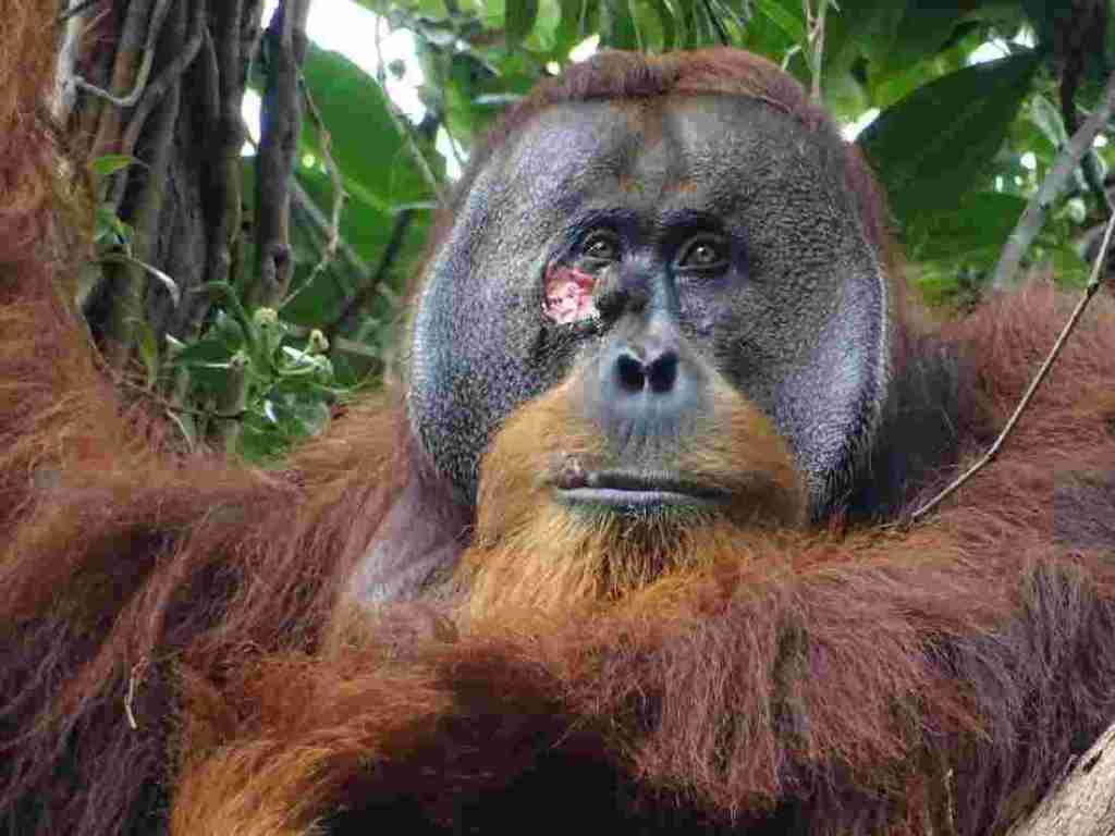 Kisah Rakus, Orangutan yang Mengobati Sendiri Lukanya dengan Obat Alami
