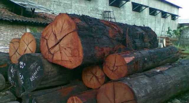 Berkenalan Singkat dengan Kayu Kumea, Primadona dari Sulawesi Selatan