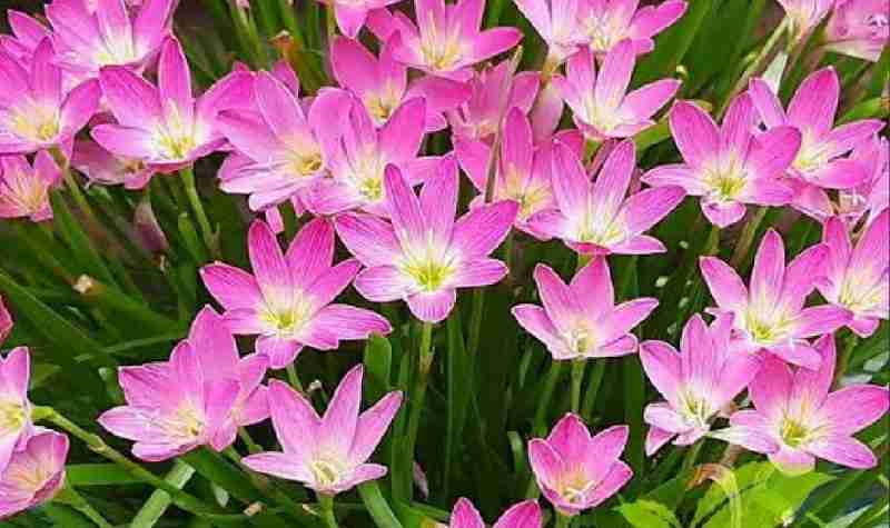 Datang dari Jauh ke Indonesia, Lily Hujan Menebar Manfaat dan&nbsp;Keindahan