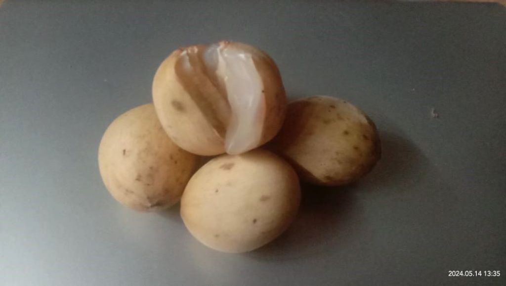 Berbuah Sekali Setahun, Langsat Membawa Manfaat Kesehatan yang Memukau