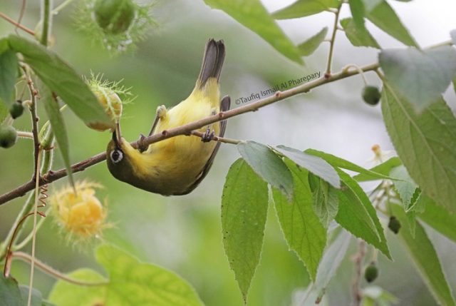 Mengamati Burung, Tingkatkan Kesehatan Mental dan Hindarkan Mahasiswa dari Stres
