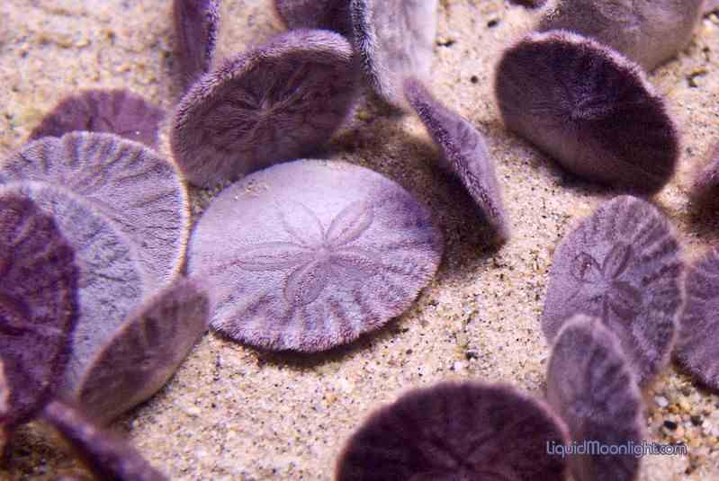 Tentang Sand Dollar dan Fakta Tak Terduga yang Mengiringinya