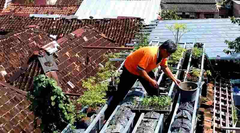 10 Tips Urban Farming, Menghadirkan Sayur Segar dan Sehat dari Atap&nbsp;Rumah