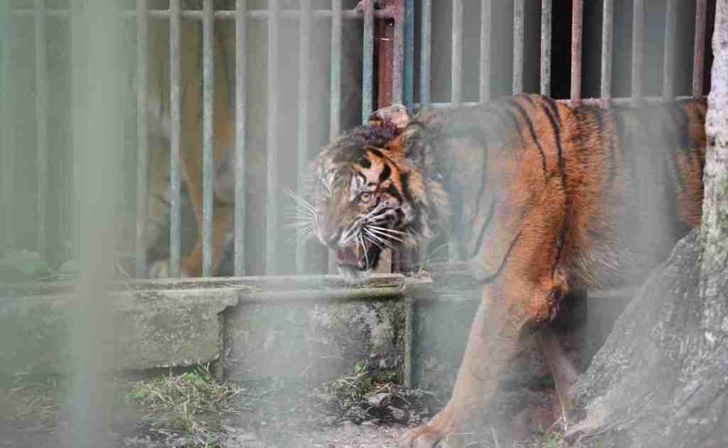 Perihal Puti Malabin yang Menerima Kado Kebebasan Tualang ke&nbsp;Habitatnya