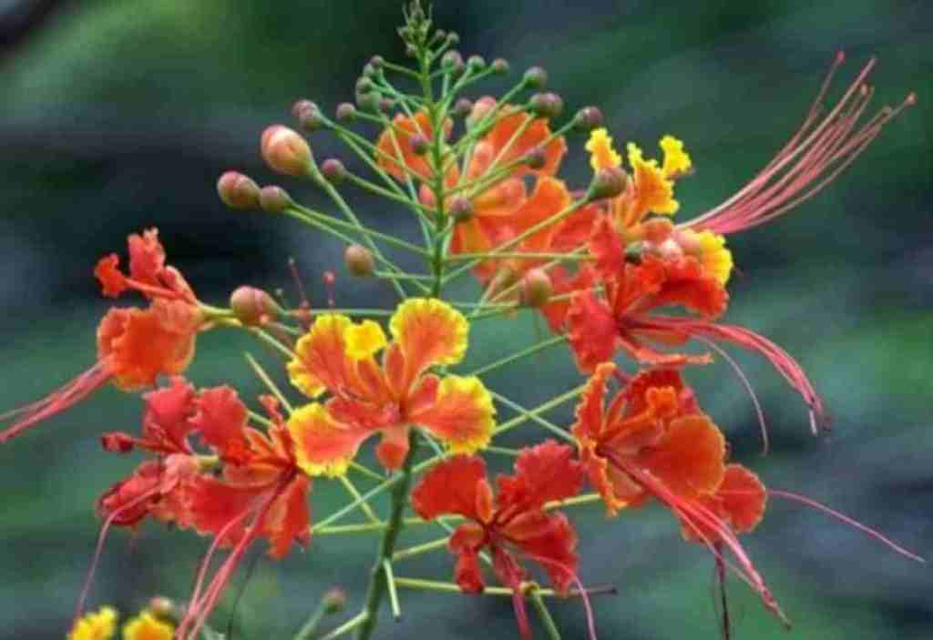 Kembang Merak, Tanaman yang Menawarkan Keindahan Sepanjang&nbsp;Tahun