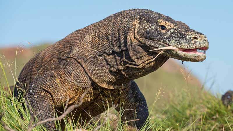 Gigi Berlapis Besi, Fakta Baru dari Komodo yang Ditemukan&nbsp;Peneliti