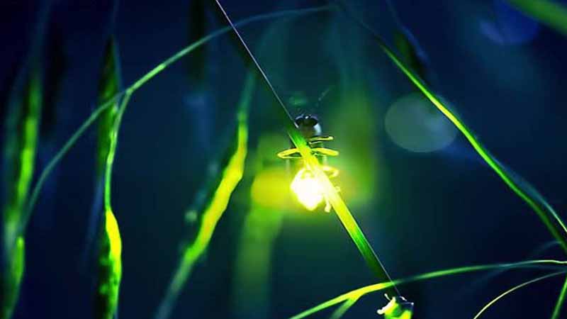 Hari Kunang-Kunang Sedunia, Momentum Penting Melestarikan Habitat Alami&nbsp;Kunang-Kunang