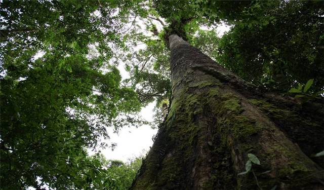 Kulit Pohon Berpotensi Jadi Senjata Ampuh Memerangi Perubahan&nbsp;Iklim