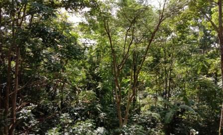 Pemantauan Hutan Indonesia Dinilai Komprehensif Sesuai Standar dan Prinsip&nbsp;Internasional