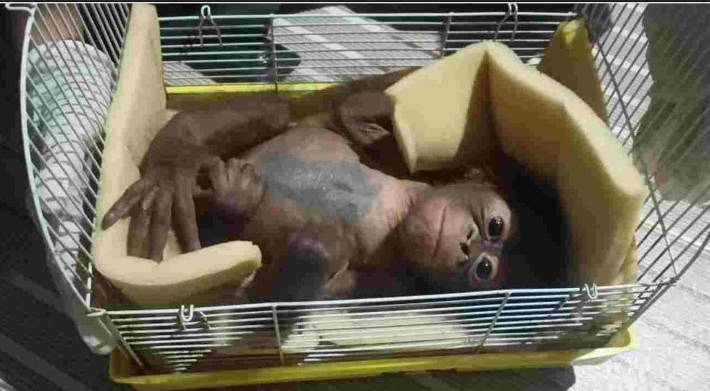 Patut Dicontoh, Masyarakat Serahkan Bayi Orangutan tanpa Induk ke&nbsp;BKSDA