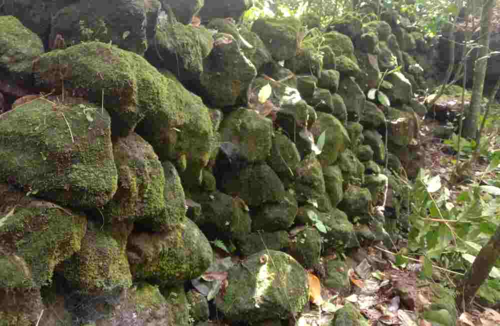 5 Cara Jitu Menghalau Babi ala Masyarakat&nbsp;Bulukumba