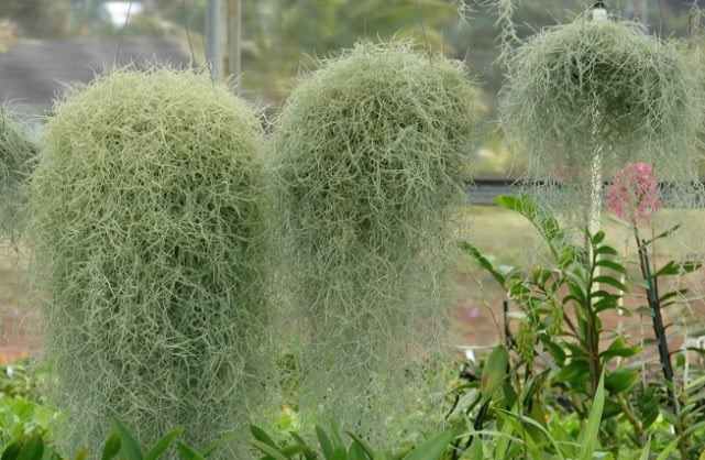 Tak Butuh Tanah dan Air, Begini Cara Merawat Tanaman Hias Jenggot&nbsp;Musa