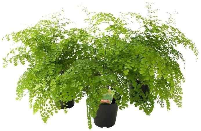 Suplir, Tanaman Hias Paling Cocok Menghiasi Hunian Bergaya&nbsp;Modern