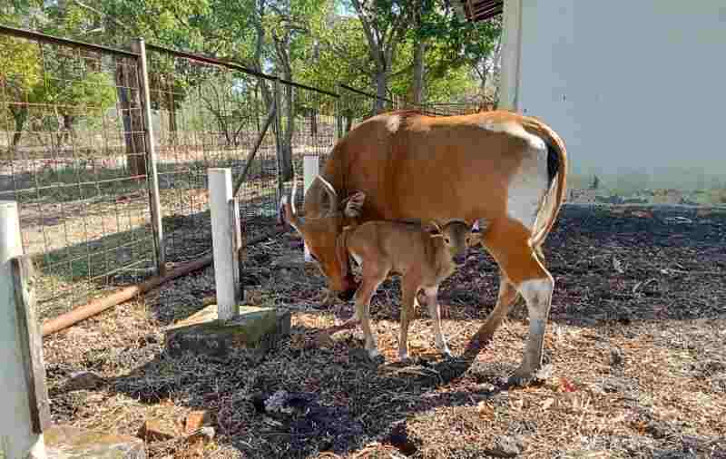 Kabar Baik, Seekor Banteng Jawa Lahir di TN Baluran Situbondo