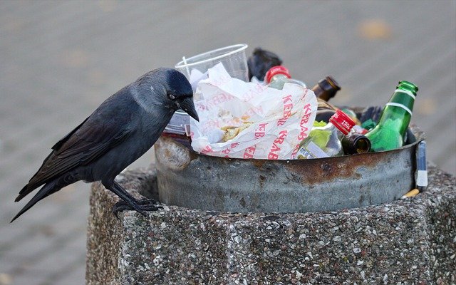 Studi: Burung-Burung di Perkotaan Disesaki Bakteri yang Resistan Terhadap Antibiotik