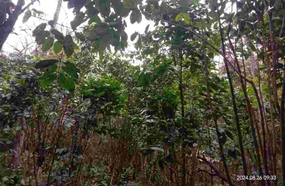 9 Fakta Menarik Kopi Robusta yang Membedakannya dengan Kopi Arabika