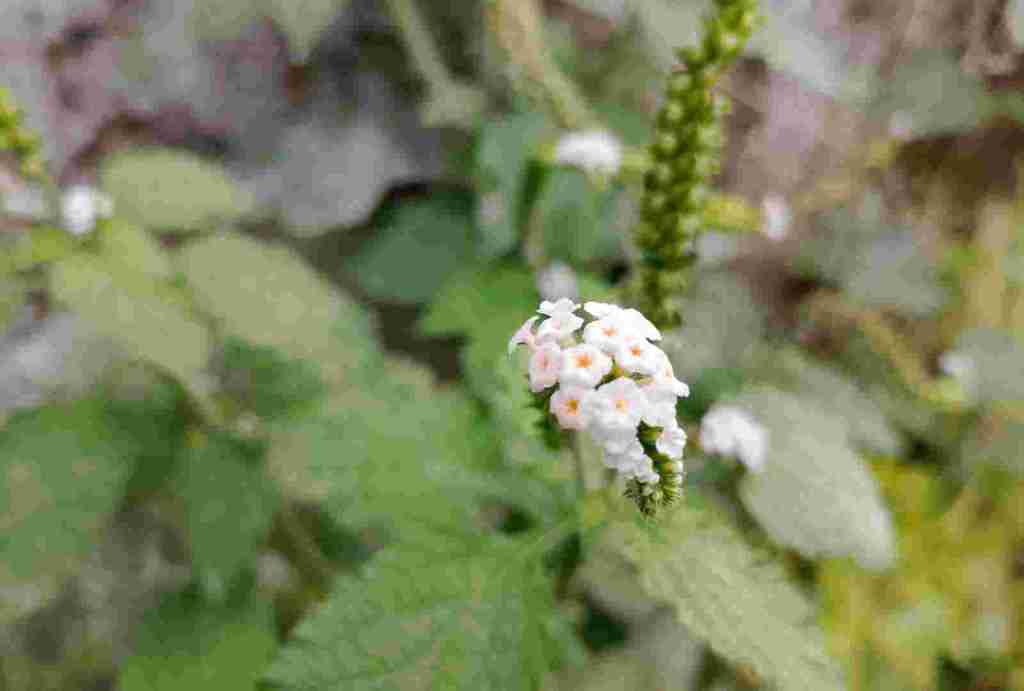 Sangketan, Tumbuhan Berbunga Indah dan Kaya Manfaat yang Tidak Dilirik
