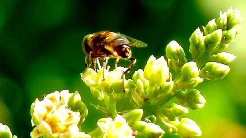 Kekurangan Penyerbuk Sebabkan Produksi Pangan Global&nbsp;Terbatas