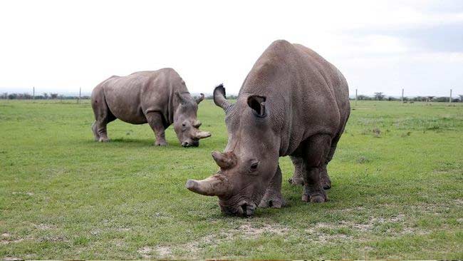 Meski Kembali Lahir, Bukan Berarti Habitat dan Individu Badak Jawa Aman dari Berbagai&nbsp;Gangguan