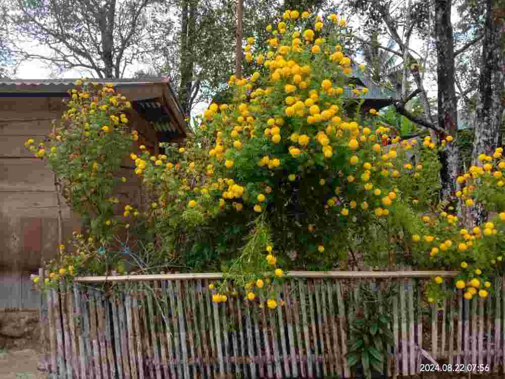Ketika Ampas Kopi Menumbuhkan Bunga Marigold dengan Tidak&nbsp;wajar