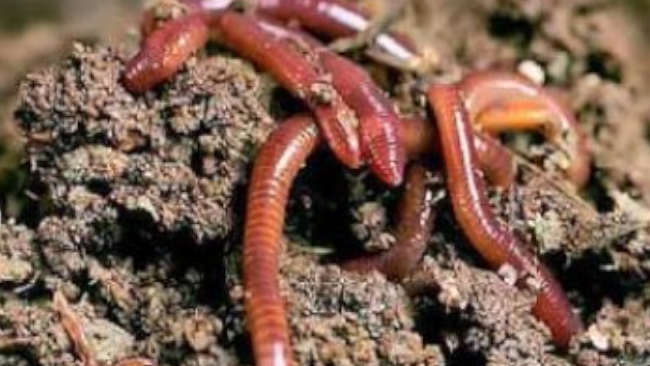 Polusi Tanah Mengancam Keberlangsungan Hidup Organisme&nbsp;Tanah