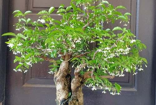 Jadi Primadona Tanaman Bonsai, Ini 7 Manfaat Anting Putri yang Tak&nbsp;Terduga