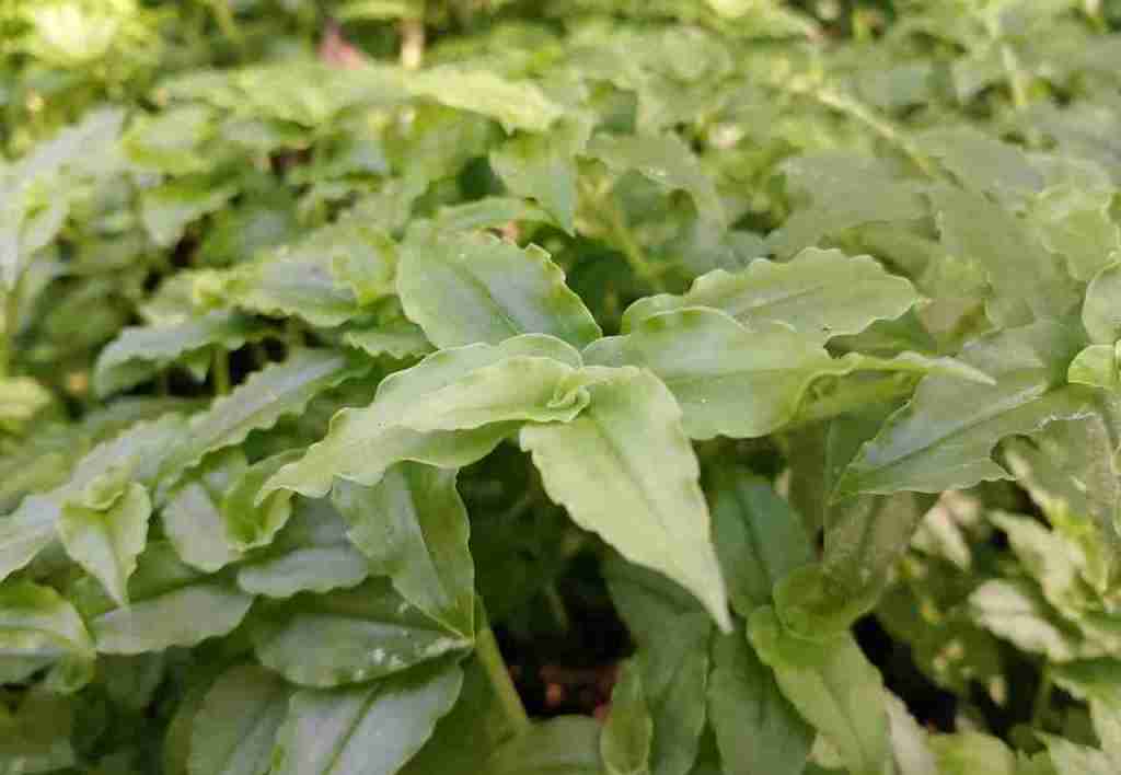 Meski Kaya Manfaat Kesehatan dan Berpotensi Jadi Tanaman Hias, Gewor Tetap&nbsp;Dibasmi