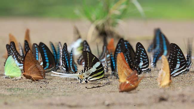 Langit Mahakam dan Kupu-Kupu Bantimurung