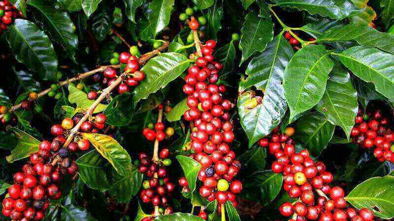 Benteng Senggang, Potensi Kopi Terbesar Kedua di&nbsp;Bulukumba